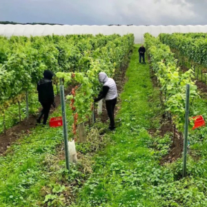 KW45-Patke-Weinlese_insta