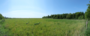 LSG.Diedersdorfer.Heide