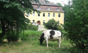 Ogrosen_Kuh