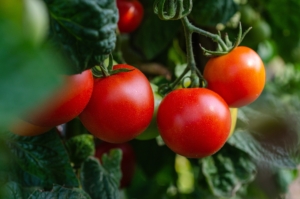 Tomaten2